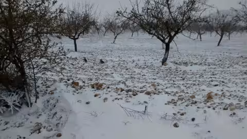 Almendros Helada Campo de San Juan, en Moratalla / Archivo