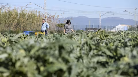 Campo de Cultivo se hortaliza (Foto Generalitat Valenciana).jpg