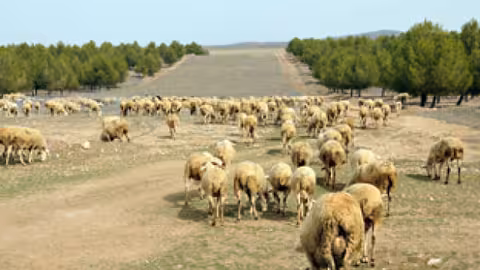 Pastoreo Ganado Ovino (Foto Junta de Andaluc&iacute;a).jpg