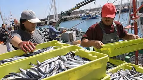 Pescado fresco en puerto (Foto Magrama)