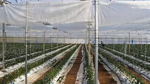 Cultivo de invernadero (Foto Coiam)