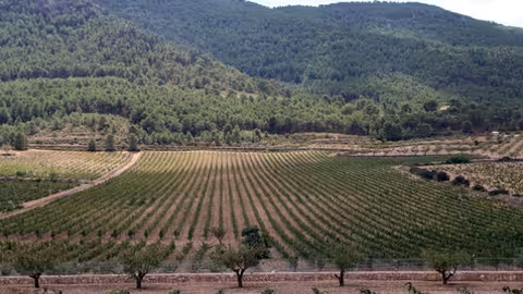 Campo de Cultivo (Foto Generalitat Valenciana) Archivo