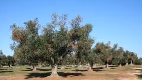 Xylella fastidiosa olivo (Foto Magrama)