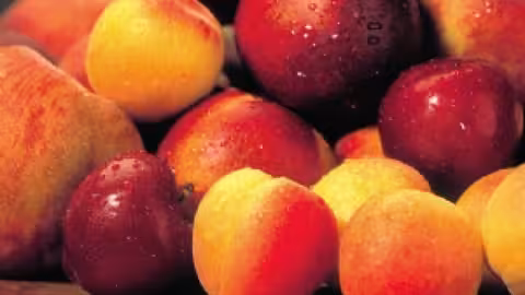Fruta de Hueso (Foto Cooperativas Agro Alimentarias)