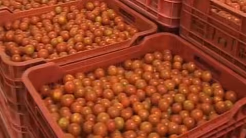 Tomates en cajas (Foto Magrama)