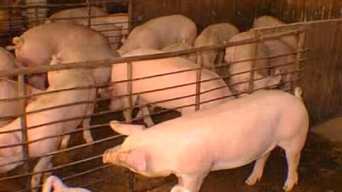 Granja porcina (Foto Colegio de Veterinarios de Murcia). Archivo