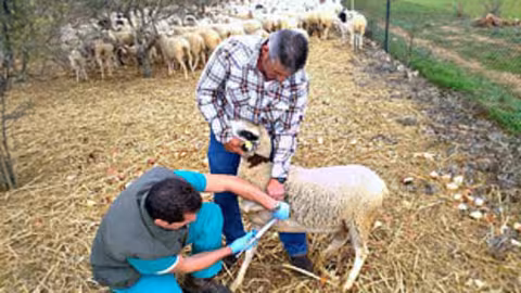 Vacunando a ganado con Lengua Azul (Foto Junta de Andaluc&iacute;a) Archivo