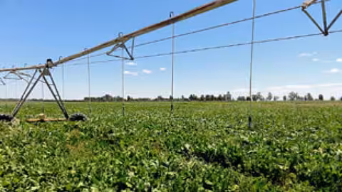 Riego por aspersi&oacute;n de un cultivo de remolacha (Foto Junta de Andaluc&iacute;a)