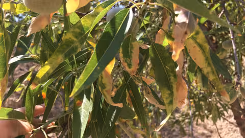Xylella Fastidiosa en una parcela de Alicante con almendros (Foto Generalitat Valenciana)