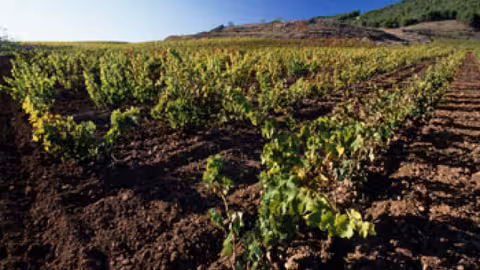 Vi&ntilde;edos La Rioja (Foto Intef) Archivo