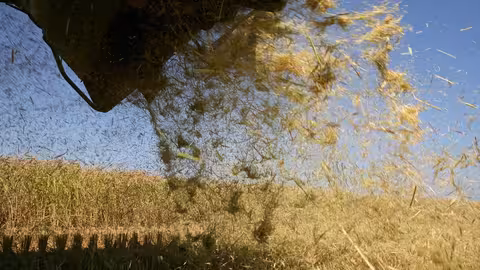 Paja del arroz (Foto Generalitat valenciana)