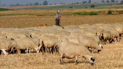 Ovejas pastando (Foto de la Asoc Criadores de Ganado Ovino Selecto para Magrama) Archivo