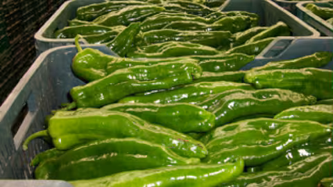 Pimientos verdes (Foto Junta de Andaluc&iacute;a)