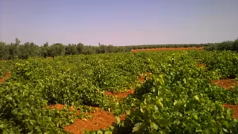 Vi&ntilde;edo en Ciudad Real (Foto Asaja)