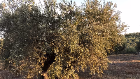 Olivos (Foto Asaja C&oacute;rdoba)