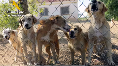 Algunos de los perros rescatados en la Operaci&oacute;n Vida de Mula y Pliego (Foto Guardia Civil)