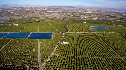Cultivo de c&iacute;tricos en la Regi&oacute;n de Murcia (Foto Ailimpo)