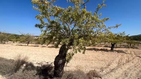 Almendros Los V&eacute;lez Verano 2024 (Foto COAG Almer&iacute;a)