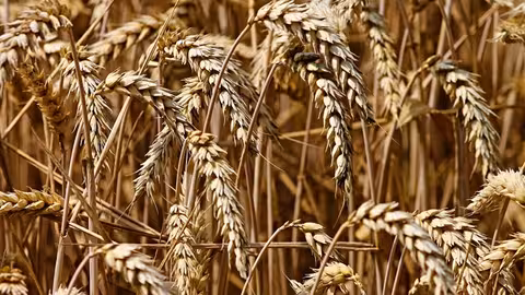 Cereales detalle (Foto Uni&oacute;n de Campesinos de Castilla y Le&oacute;n UCCL)