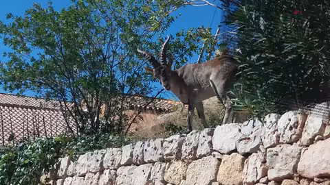 Cabra en una zona agraria del Valle de Ayora (Foto AVA-Asaja)