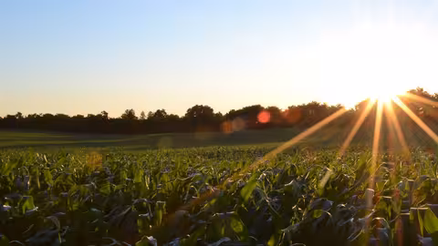 Cultivo al atardecer (Foto MAPA)