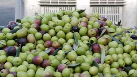Aceitunas de mesa reci&eacute;n recolectadas (Foto Asemesa)