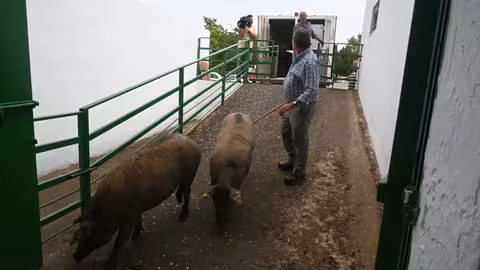 Cerdo entrando en la FIg (Foto Feria del Ganado de Zafra)