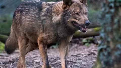 Lobo (Foto La Moncloa_Referencia Consejo de Ministros)