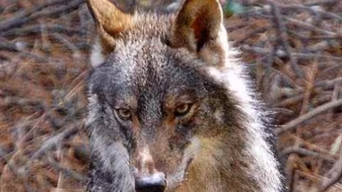 Lobo (Canis lupus signatus) Foto Junta de Andaluc&iacute;a
