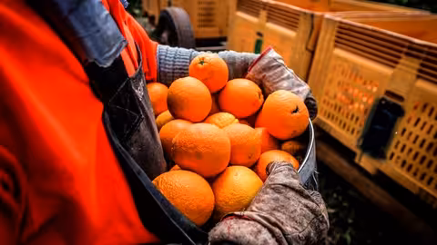 Naranjas recolectadas (Foto La Uni&oacute;)