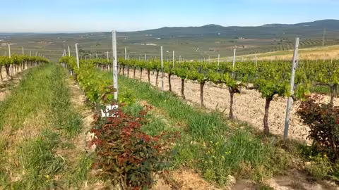 Cubierta vegetal en cultivo le&ntilde;oso (Foto Ifapa)
