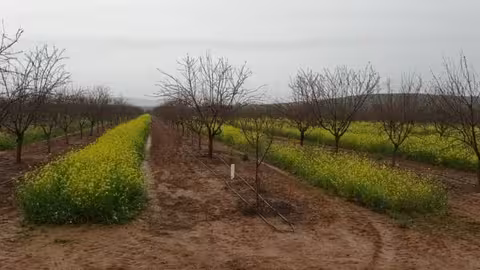 Cubierta vegetal en cultivo le&ntilde;oso (Foto Ifapa)