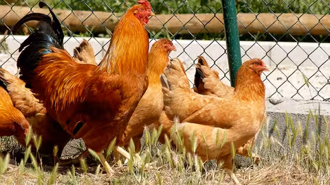 Gallinas Gallegas (Foto MAPA) Archivo