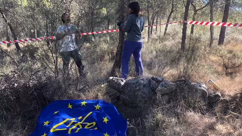 Trabajos del proyecto europeo LIFE Adapt-Aleppo en masas de pino carrasco (Foto CARM)