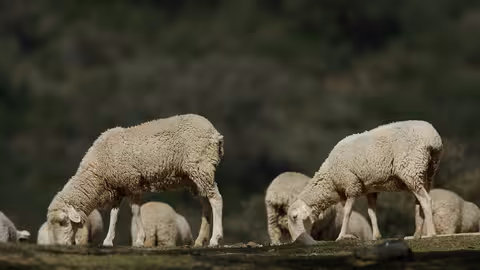 Ganado ovino. Ovejas (Foto Junta de Andaluc&iacute;a)