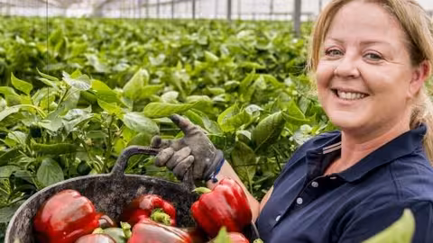 Mujer en un cultivo de pimiento en invernadero (Foto Proexport)