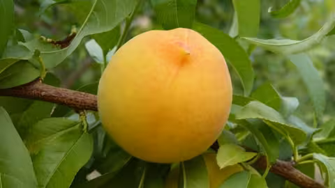 Melocot&oacute;n en el &aacute;rbol (Foto Uni&oacute;n de Uniones)