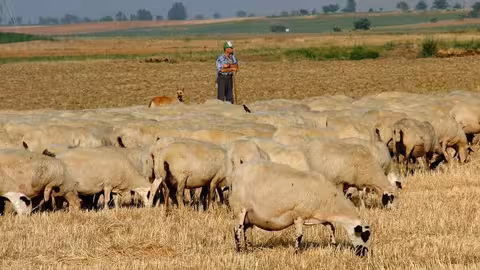 Ovejas pastando (Foto de la Asoc Criadores de Ganado Ovino Selecto para Magrama) Archivo
