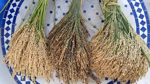 Arroz cultivado en Marjal de Pego-Oliva (Foto Asaja Alicante)