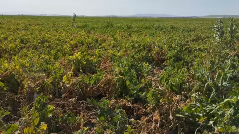 Guisantes en Lebrija afectados por la sequ&iacute;a (Foto COAG Andaluc&iacute;a)