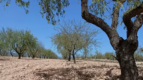 Almendros afectados por la sequ&iacute;a (Foto AVA Asaja)