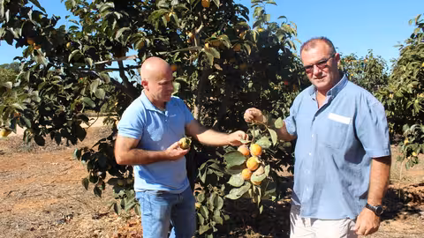 Peris y Madramany en una plantaci&oacute;n de caquis (Foto La Uni&oacute;)