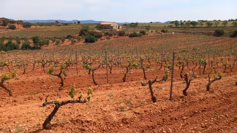 Vi&ntilde;as de la comarca Utiel-Requena (Foto La Uni&oacute;) Archivo