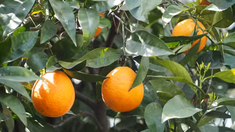 Naranjas en un &aacute;rbol (Foto Asaja C&oacute;rdoba)