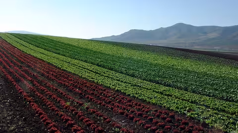 Plantaci&oacute;n ecol&oacute;gica con distintas variedades de lechugas (Foto Junta de Andaluc&iacute;a)