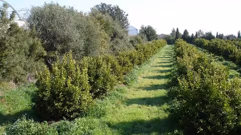 Extensi&oacute;n de cultivos ecol&oacute;gicos (Foto Junta de Andaluc&iacute;a)