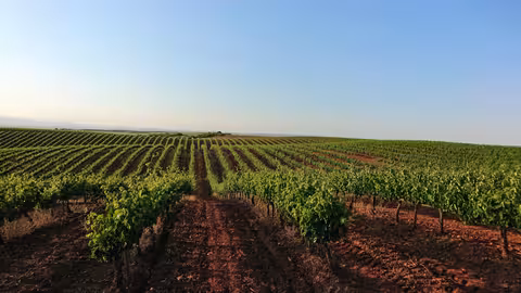 Vi&ntilde;edos Cari&ntilde;ena (Foto MAPA)