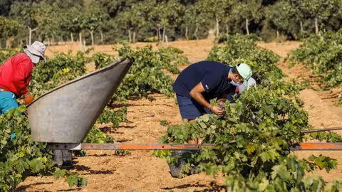 Vendimia 2020 (Foto ICRDO La-Mancha)