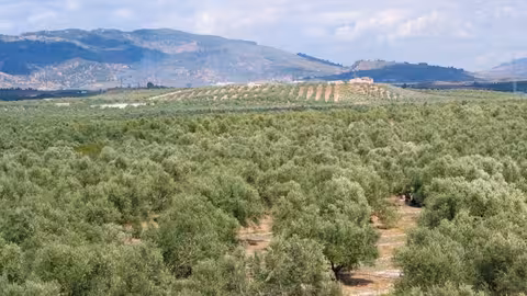 Olivar (Foto Ministerio de Agricultura)