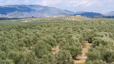 Panor&aacute;mica de un olivar (Foto MAPA)